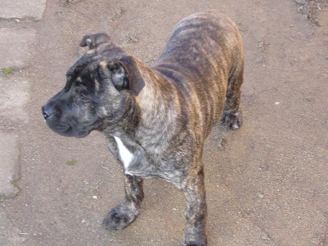 Fotky: Malorsk� doga (foto, obrazky)