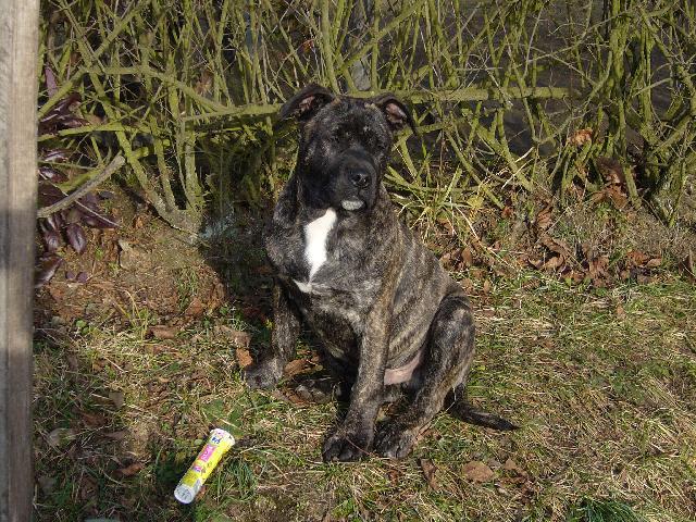 Fotky: Malorsk� doga (foto, obrazky)