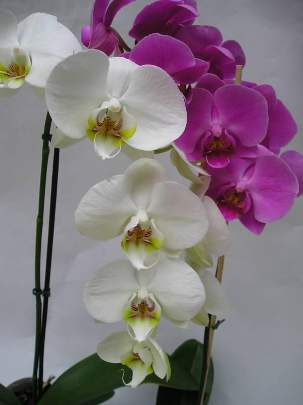 Fotky: Pěstování orchidejí (foto, obrazky)