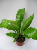Asplenium vlasové