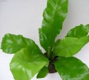 Asplenium vlasové