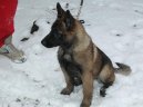 Belgický ovčák - Malinois