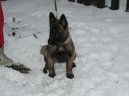 Belgický ovčák - Malinois