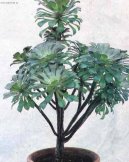 Eonium drobnolisté