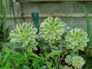 Eonium drobnolisté