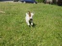 Jack Russelův Teriér