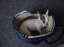 Jack Russelův Teriér