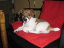 Jack Russelův Teriér