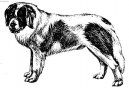 Pyrenejský mastin