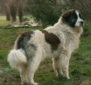 Pyrenejský mastin