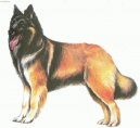 Belgický ovčák - Tervueren