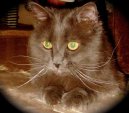 Koky:  > York (York Cat)