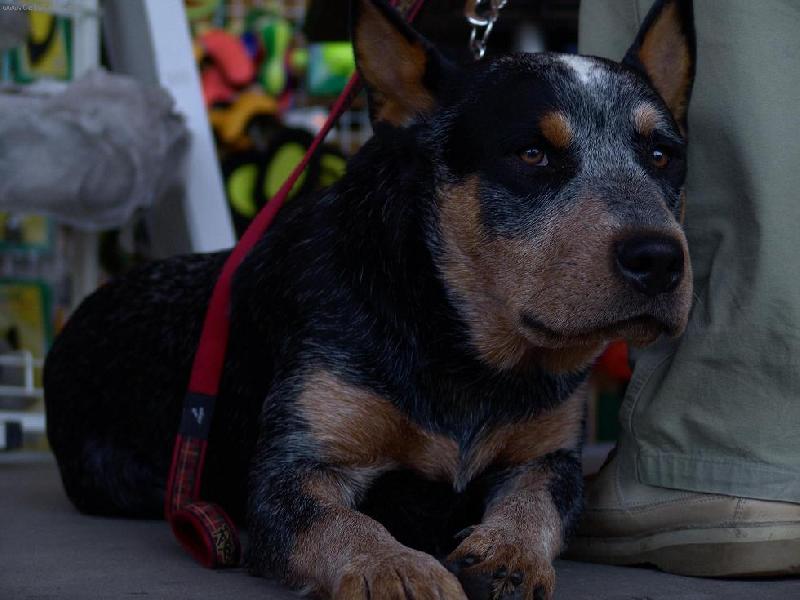 Foto: krasavec-pejsek na sout�i