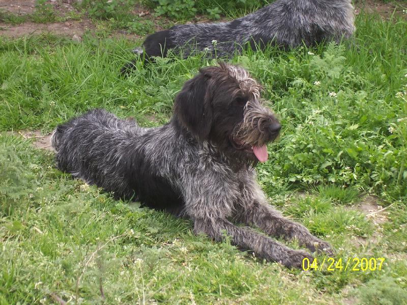 Foto: Afra z Myslivcova dvora-�ern� b�lou�