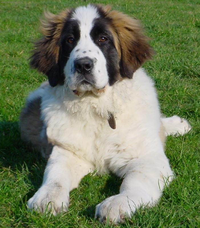 Foto: Elena Rusk� medv�d - 4 m�s�ce