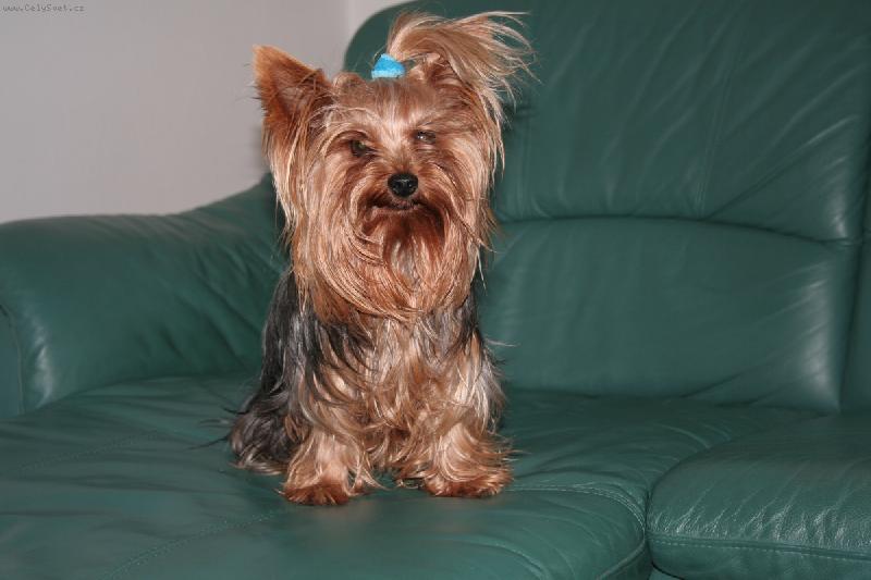 Foto: Jessy-Jessy na gau�i.