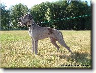 Jack z Josefovsk�ch Bud