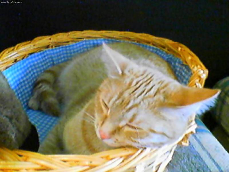 Foto: DZINA- Sp�m...