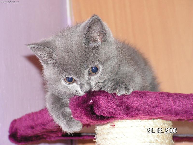 Foto: Merlin-J� to nebyl !!!