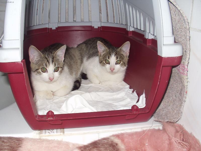 Foto: dvoj�ata-nov� domov