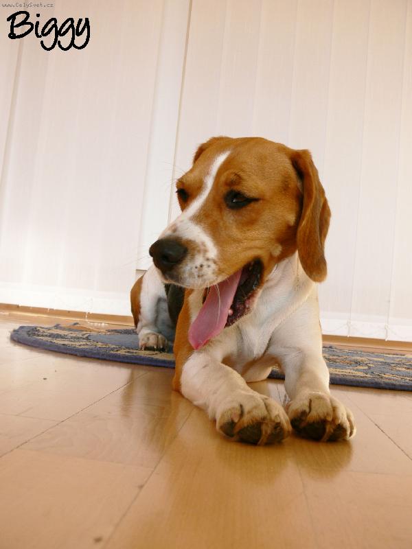 Foto: U������-Biggy