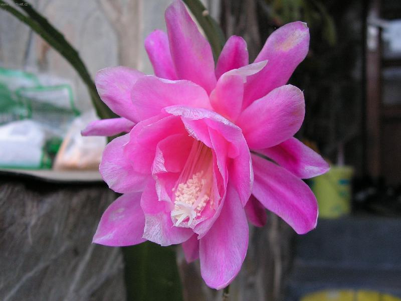 Foto: kr�sn� kv�t