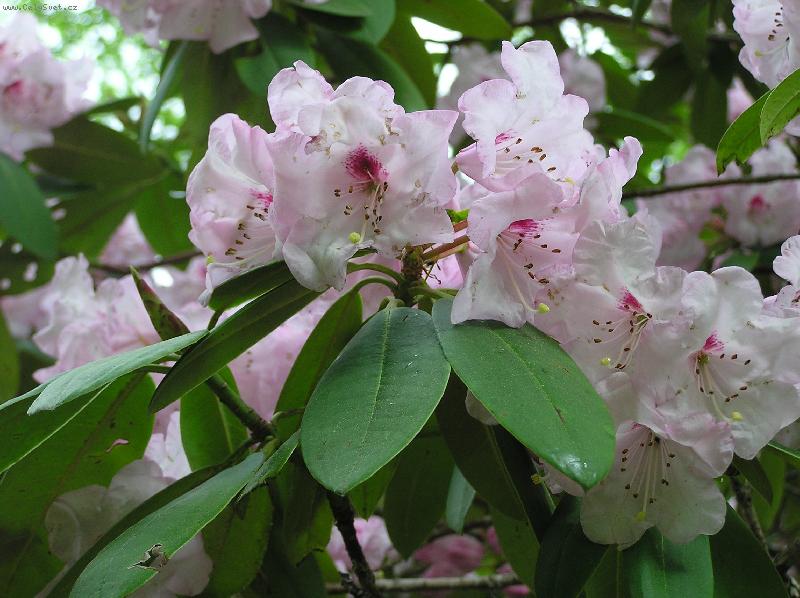 Foto: Rododendron-Azalka sv�tle r��ov�
