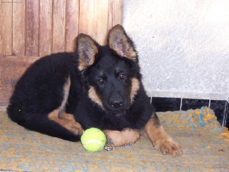 Foto: chlupat� klub��ko-kodak easyshare 7440